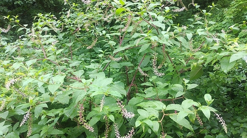 American pokeweed
