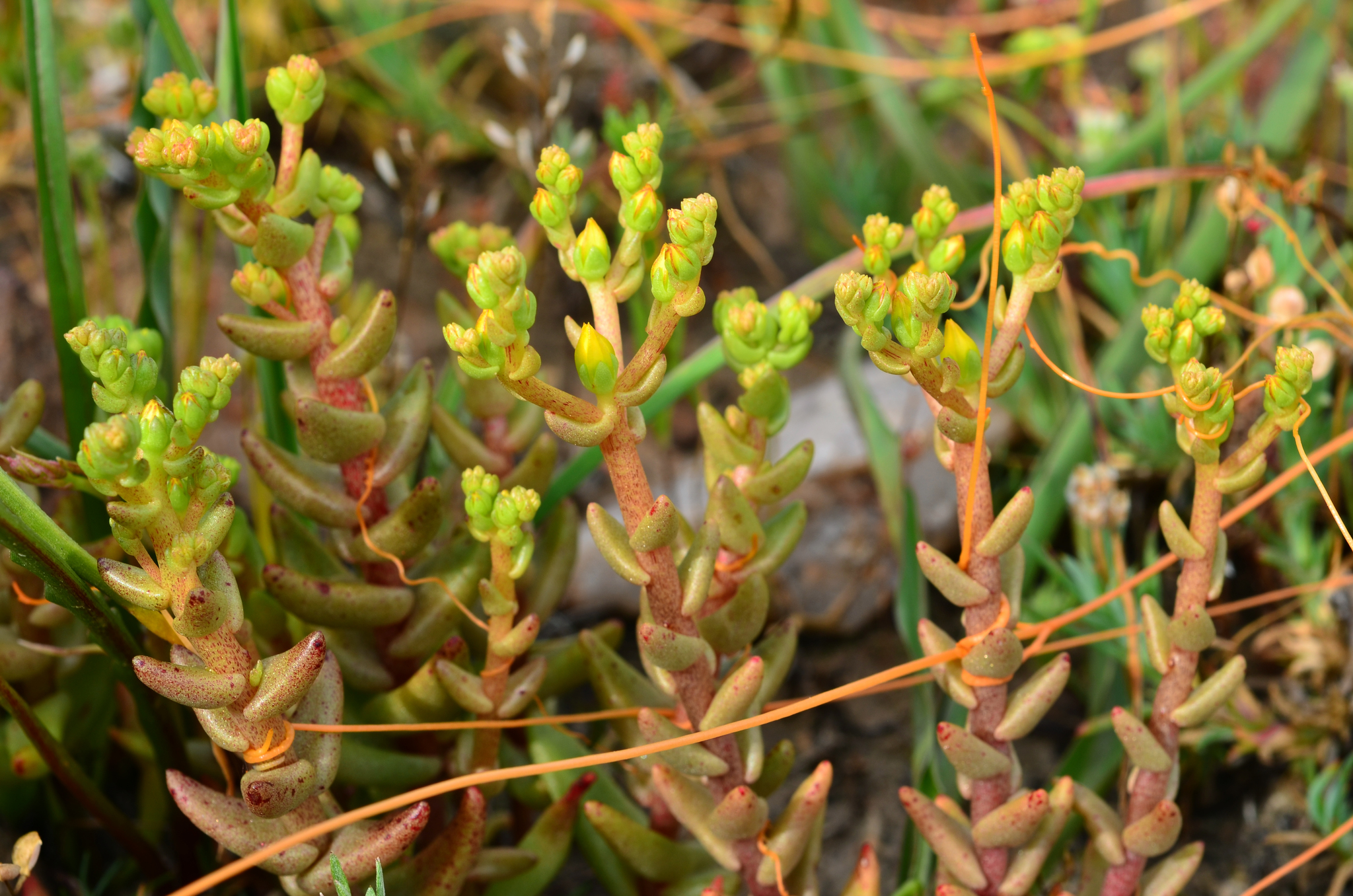 Dudleya variegata