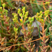 Dudleya variegata - Photo (c) Christian Schwarz,  זכויות יוצרים חלקיות (CC BY-NC), הועלה על ידי Christian Schwarz