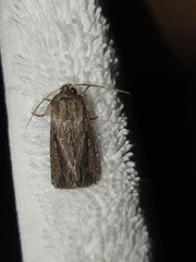 Persectania dyscrita