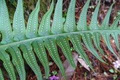 Polypodiodes amoena