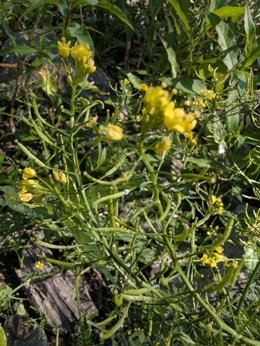 Creeping Yellowcress