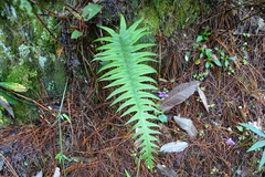 Polypodiodes amoena