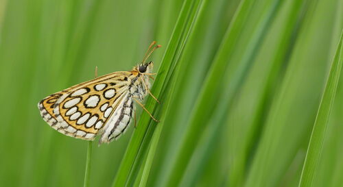 Large Chequered Skipper, De Maasduinen, photo 8 of 10