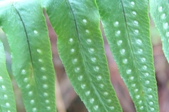 Polypodiodes amoena