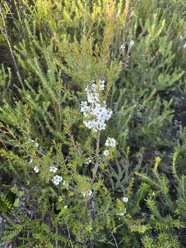 Leptospermum arachnoides, 2026-06-23