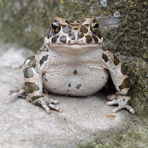 Green Toad