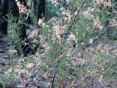 Cassinia sifton, photograph (c) Elspeth Swan, some rights reserved (CC BY)