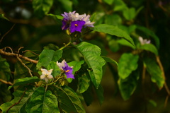 Solanum wrightii