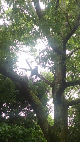 Japanese Crow