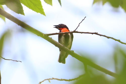 Grey-sided Flowerpecker (Dicaeum celebicum)