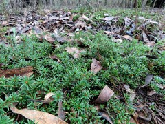 Pultenaea pedunculata, photograph (c) Elspeth Swan, some rights reserved (CC BY)