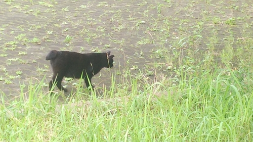 Domestic Cat
