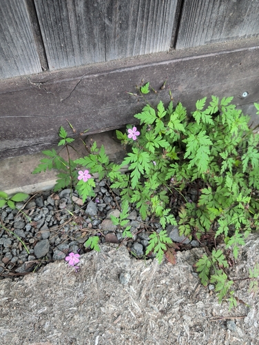 Herb Robert