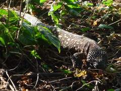 Heloderma horridum