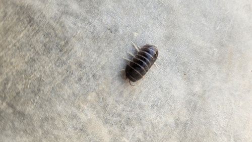 Armadillo officinalis
