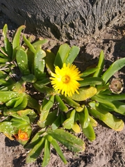 Glottiphyllum linguiforme