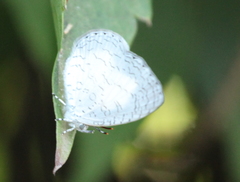 Spalgis lemolea lemolea