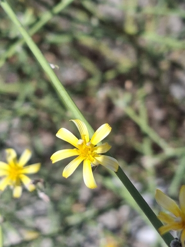 Rush Skeletonweed