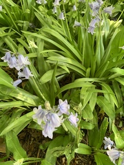 Hyacinthoides × massartiana