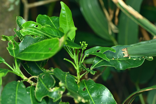 Acronychia pedunculata, photograph 3