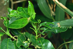 Acronychia pedunculata, photograph author not stated, no rights reserved