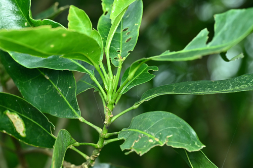 Acronychia pedunculata, photograph 4