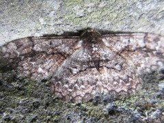 Satoblephara parvularia