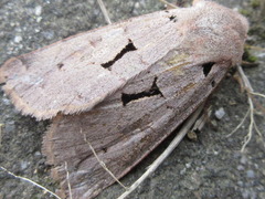 Orthosia carnipennis