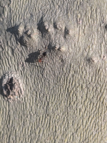 Mediterranean Acrobat Ant