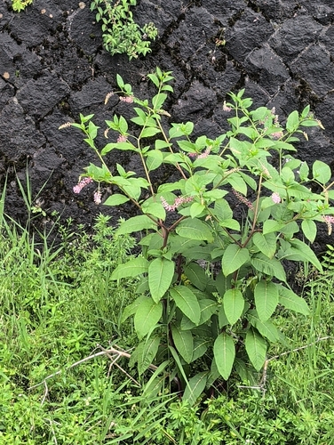 American pokeweed