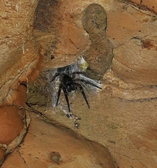 Amaurobioides