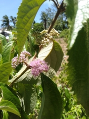 Callicarpa formosana
