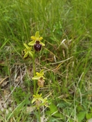 Ophrys sphegodes sphegodes