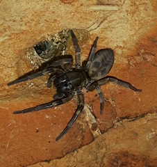 Amaurobioides