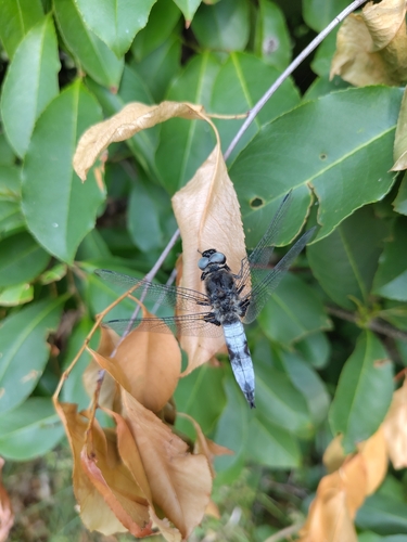 Scarce Chaser