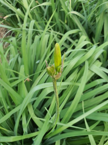 Hemerocallis middendorffii, photograph 6