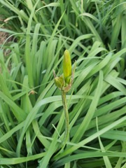 Hemerocallis middendorffii, photograph (c) Urgamal Magsar, some rights reserved (CC BY)
