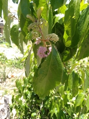 Callicarpa formosana