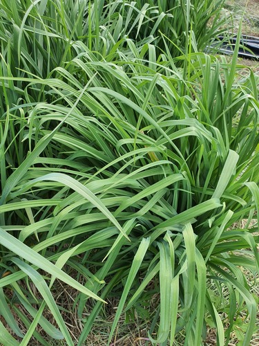 Hemerocallis middendorffii, photograph 5