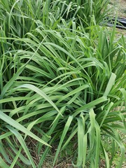 Hemerocallis middendorffii, photograph (c) Urgamal Magsar, some rights reserved (CC BY)