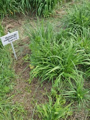 Hemerocallis middendorffii