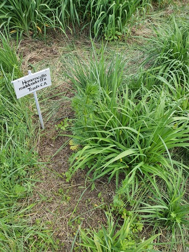 Hemerocallis middendorffii, photograph 2