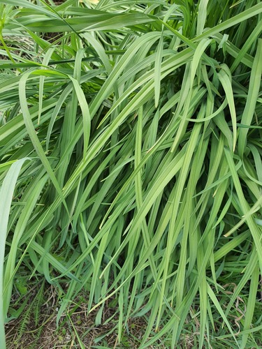 Hemerocallis middendorffii, photograph 3