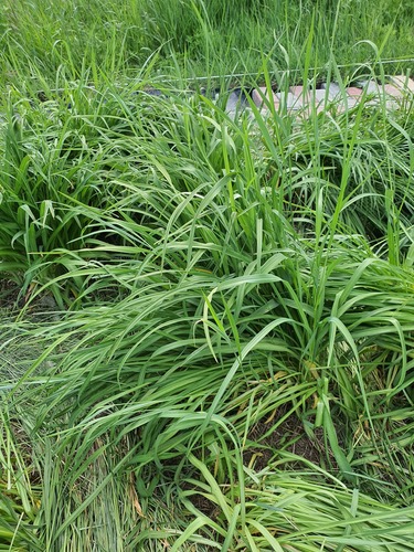 Hemerocallis middendorffii, photograph 4