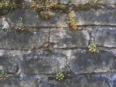 Saxifraga tridactylites