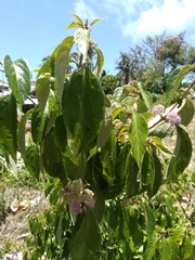 Callicarpa formosana
