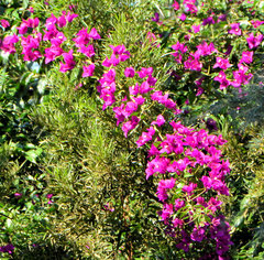 Bougainvillea