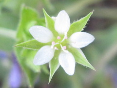 Sagina japonica