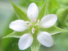 Sagina japonica